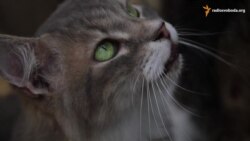 Центр милосердя на місці бастіону жорстокості