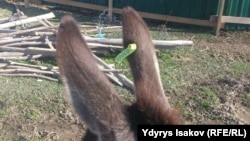 На каждом осле есть вот такая бирка