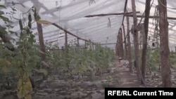 Ферма, на которой заставляли работать узбекистанцев