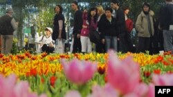 Голландія є почесним гостем на ярмарку Міжнародний «Зелений тиждень», Берлін, 19 січня 2009 р.