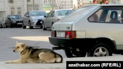 Бездомная собака в Ашхабаде (иллюстративное фото)