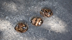 Ямы после взятия проб асфальта