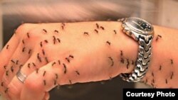 Безгек оорусу чиркейлер аркылуу жугат. Иллюстрациялык сүрөт.