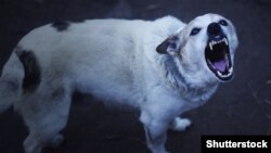 Иллюстративное фото.