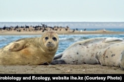 Kaspijski tuljani jedini su morski sisavci u Kaspijskom moru i ne žive nigdje drugdje.