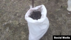 Эндиктин тамыры.