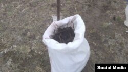 Соңку үч жылдан бери Ысык-Көл менен Нарында эндиктин тамырын мүшөктөп казгандар көбөйдү. 