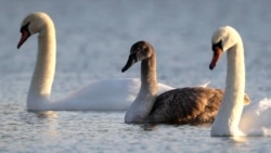 "Көлгө келген ак куулар арпа-буудай жебейт "