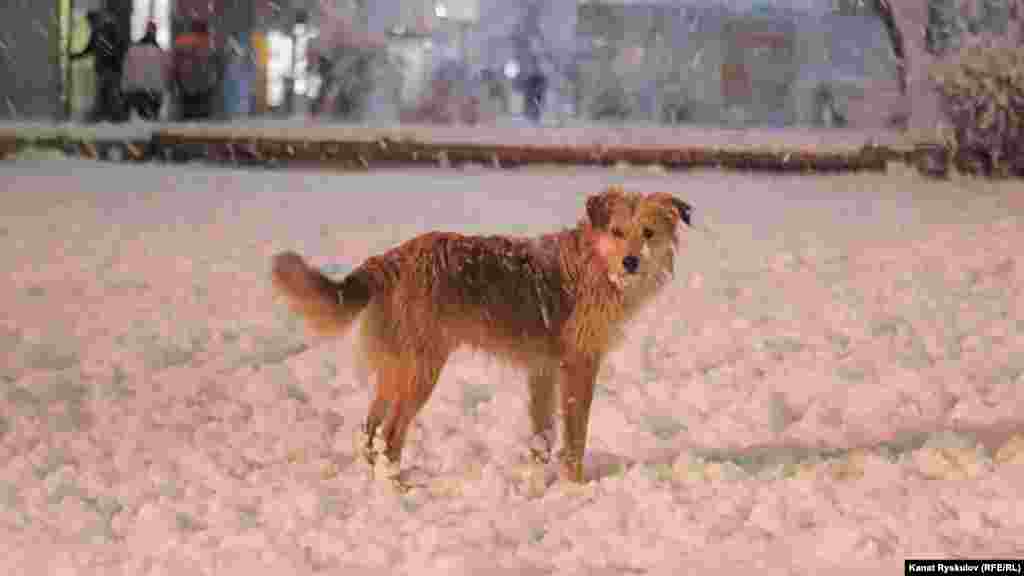 Снег шел весь день.