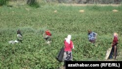 Хлопковое поле, Туркменистан (иллюстративное фото) 