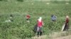 Добровольные сборщики хлопка в Туркменистане жалуются на низкую оплату труда