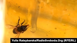 За даними Держспоживслужби, станом на 20 червня до відомства зі скаргою на масову загибель бджіл звернулося п’ятеро пасічників, два випадки вже досліджені