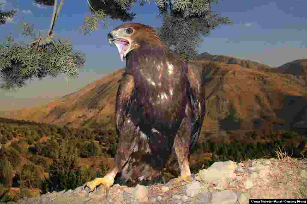 عقاب طلايی با نام علمی:Golden Eagle،&nbsp;طول بدن: ۸۵ سانتيمتر،&nbsp;زيستگاه: کوهستان&zwnj;ها و جنگل&zwnj;ها و مناطق صخره&zwnj;ای&nbsp;و روی درختان بلند و يا&nbsp;روی صخره&zwnj;ها آشيانه می&zwnj;سازند&nbsp;