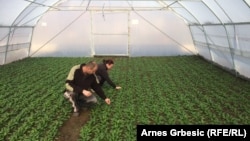 Sabahudin i Alisa Osmanbegović u svom plasteniku