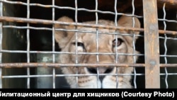 Один із урятованих від голодної смерті левів