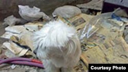 عکس آرشیوی است