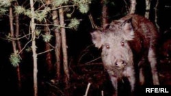 گراز وحشی در منطقه ممنوعه چرنوبیل