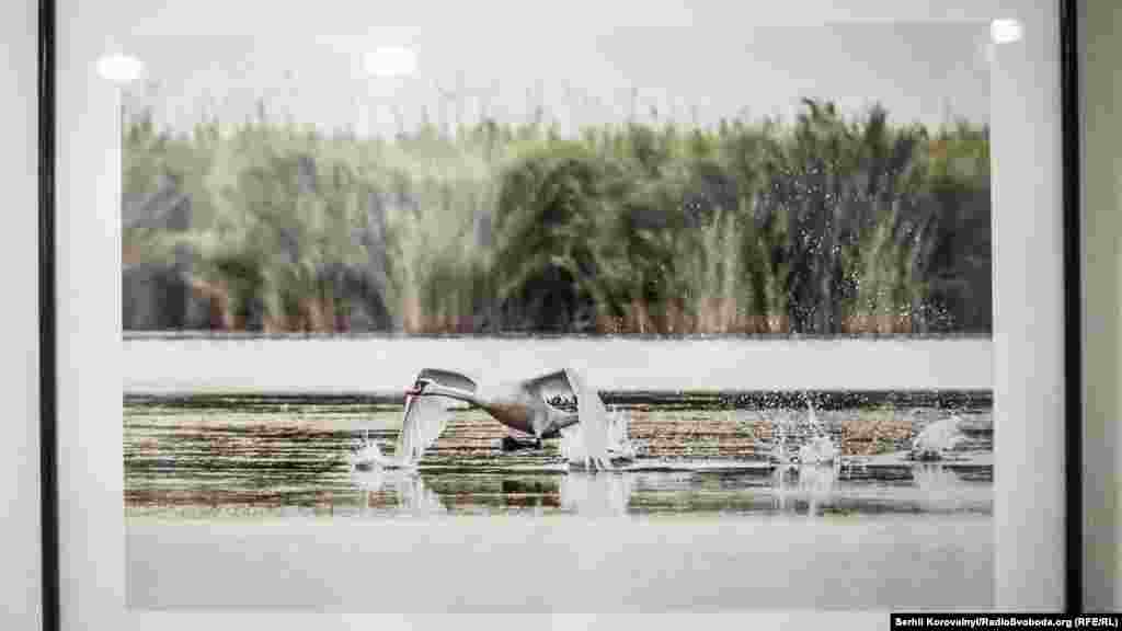 Світлина Тетяни Барибіни із серії &laquo;Птахи водойм&raquo;