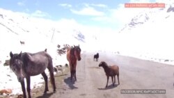 Сырттагы калың кар малчылар менен байланышты үздү