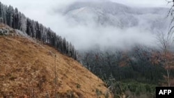 Tăieri ilegale de păduri