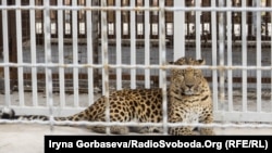 Самец леопарда в вольере
