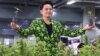 Thailand starts handout of 1 million cannabis plants, but discourages getting high, Reuters