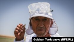 Чегирткеге каршы дары чачуу учуру. Чүй облусу.