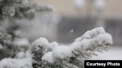 Иллюстрациялык сүрөт.