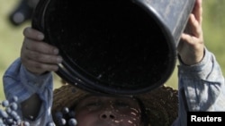 Из-за стихии в этом году будет собрано 80-90 тысяч тонн винограда против ожидавшихся 130-ти