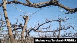 د کورنیو چارو وزیر وايي وچکالۍ د سیمې کروندګرۍ او باغدارۍ ته زښت زیان اړولی دی