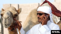 Перед началом боев на манеж выводят молоденькую верблюдицу, чтобы раззадорить флегматичных самцов