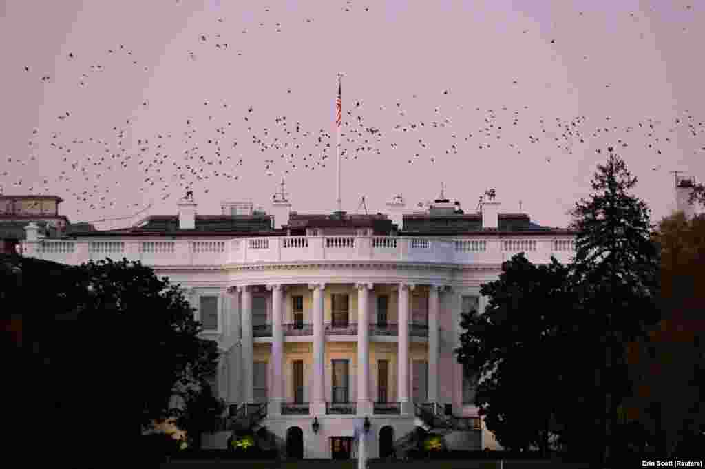 Madarak repülnek a Fehár Ház felett az esti szürkületben a Joe Biden válsztási győzelmét követő napon.