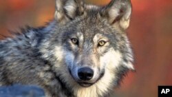 Иллюстрациялык сүрөт.