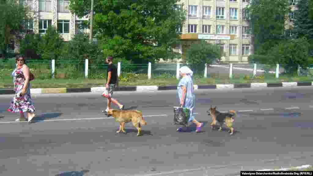 Правила руху обов&rsquo;язкові і для собак. Вулиця Шкільна в Здолбунові