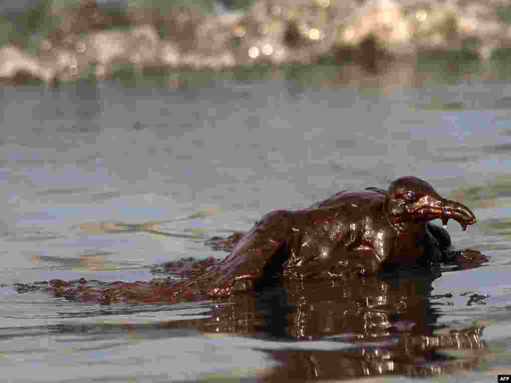 Meksički zaliv - Izlivanje nafte iz oštećene bušotine u Meksičkom zalivu, izazvalo je ekološku katastrofu, 04.06.2010. Foto: AFP / Win McNamee 