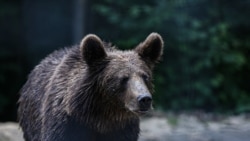 Urșii de la Sanctuarul Libearty: între politică și sălbăticie