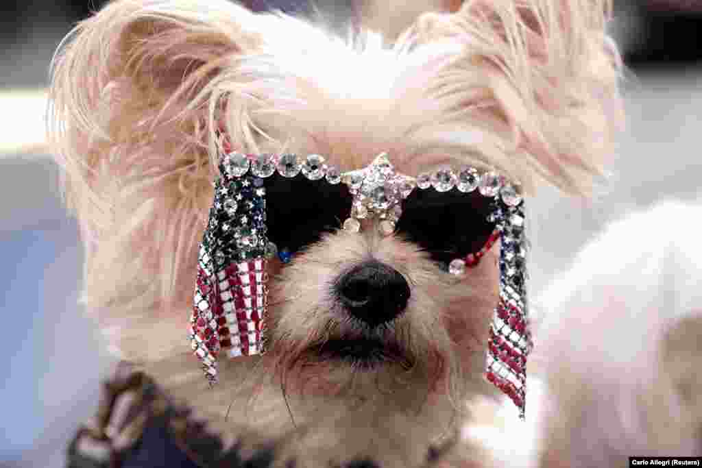 Луѓе го покажуваат своето куче додека ја чекаат одлуката на изборите во САД на Тајмс Сквер во Менхетн Њујорк