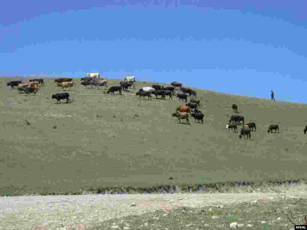 Арзыгүл: Түшүмө кирдиң түндө сен... #18