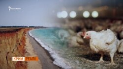 90 років працювали, а за Росії – закрилися. Хто банкротить птахоферму?