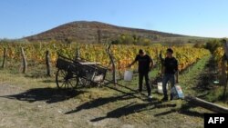 Сбор винограда идет низкими темпами – на переработку отправлено лишь 8 тысяч тонн, в то время как в целом урожай оценивается в 200 тысяч тонн