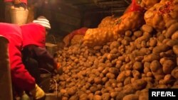 Кампадан чыкпай турган картөшкө. Ысык-Көл. 