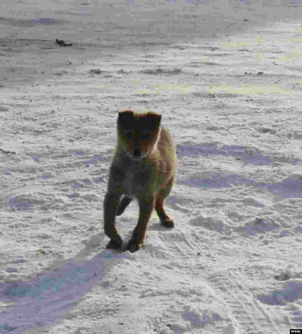 Бишкекские новостройки зимой #4