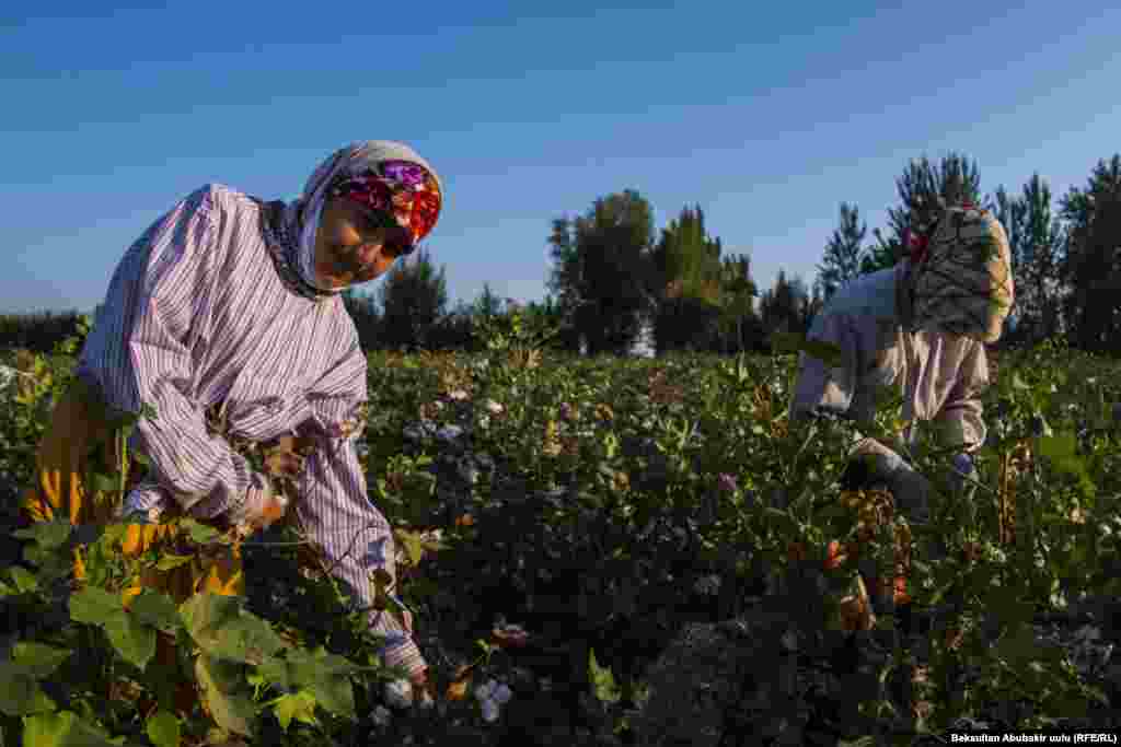 Сбор хлопка стал для женщин средством заработка. Они получают от 5 до 7 сомов за каждый собранный килограмм хлопка.&nbsp;