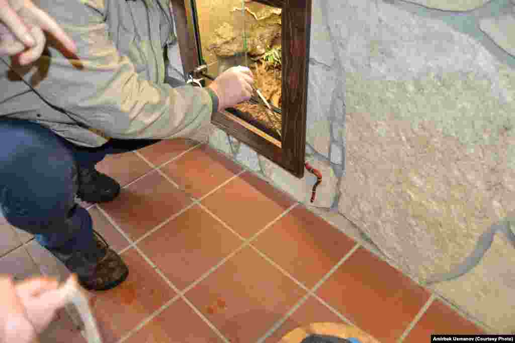 Жатагынан качкан жыланды эгеси ордуна кайтарууда.