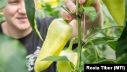 Paprikát szed egy dolgozó az Árpád-Agrár Zrt. szegvári üvegházában 2019. április 11-én