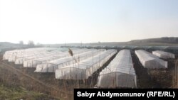 Ошская область