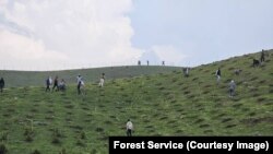 "Жашыл мурас" өнөктүгү алкагында тигилген көчөттөр. Ош облусу.