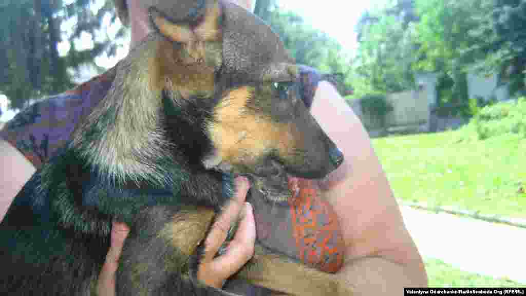 У цих цуциків &ndash; відбиті щелепи