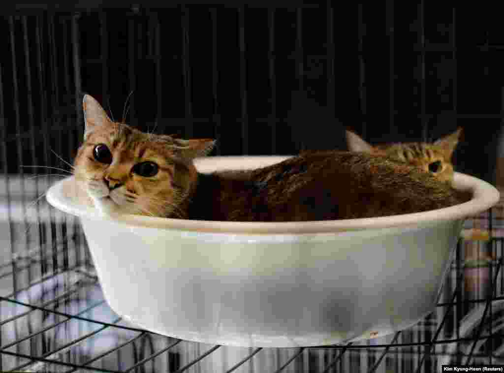 Ezek a macskák már Kato Szakae otthonában élnek. Más cicák a szomszédban maradtak, és ott eteti őket a férfi.