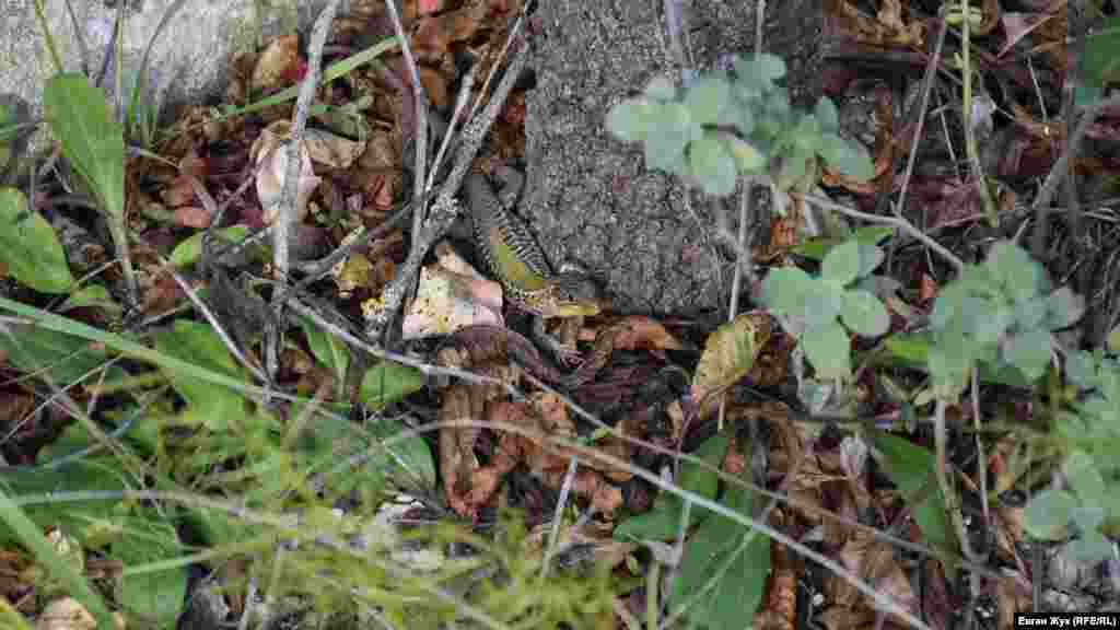 В середине дня ящерица вылезла погреться под лучами скупого осеннего солнца